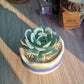 Echeveria Secunda in glazed candy pot