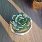 Echeveria Secunda in glazed candy pot