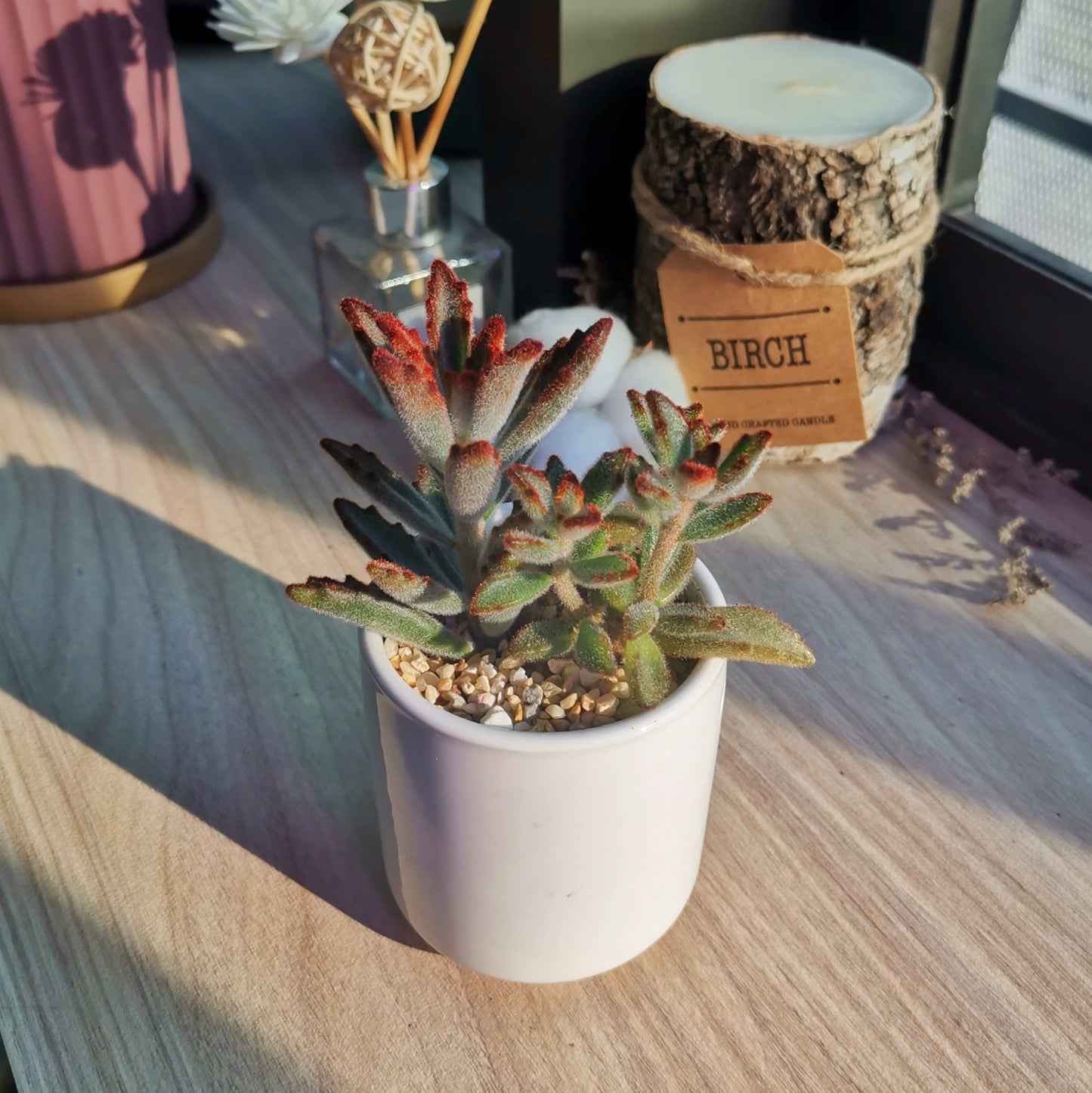 Kalanchoe Tomentosa Baker in white ceramic pot