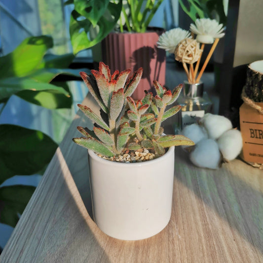 Kalanchoe Tomentosa Baker in white ceramic pot