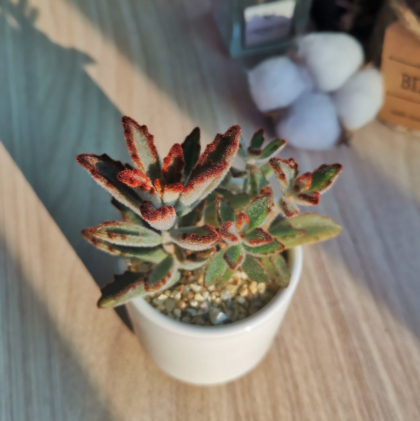Kalanchoe Tomentosa Baker in white ceramic pot