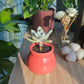 Pachyphytum Oviferum Purpus in pink ceramic pot