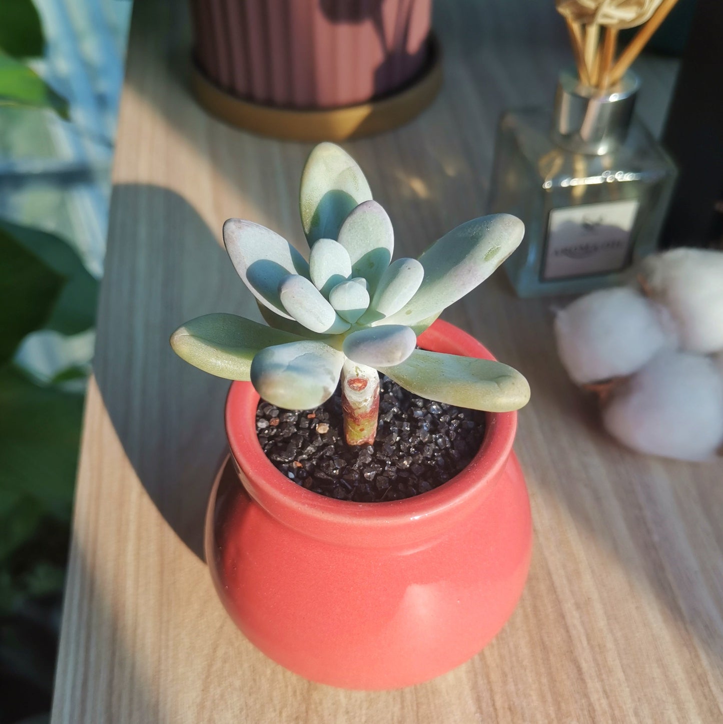 Pachyphytum Oviferum Purpus in pink ceramic pot