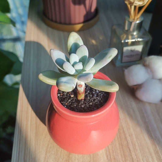 Pachyphytum Oviferum Purpus in pink ceramic pot