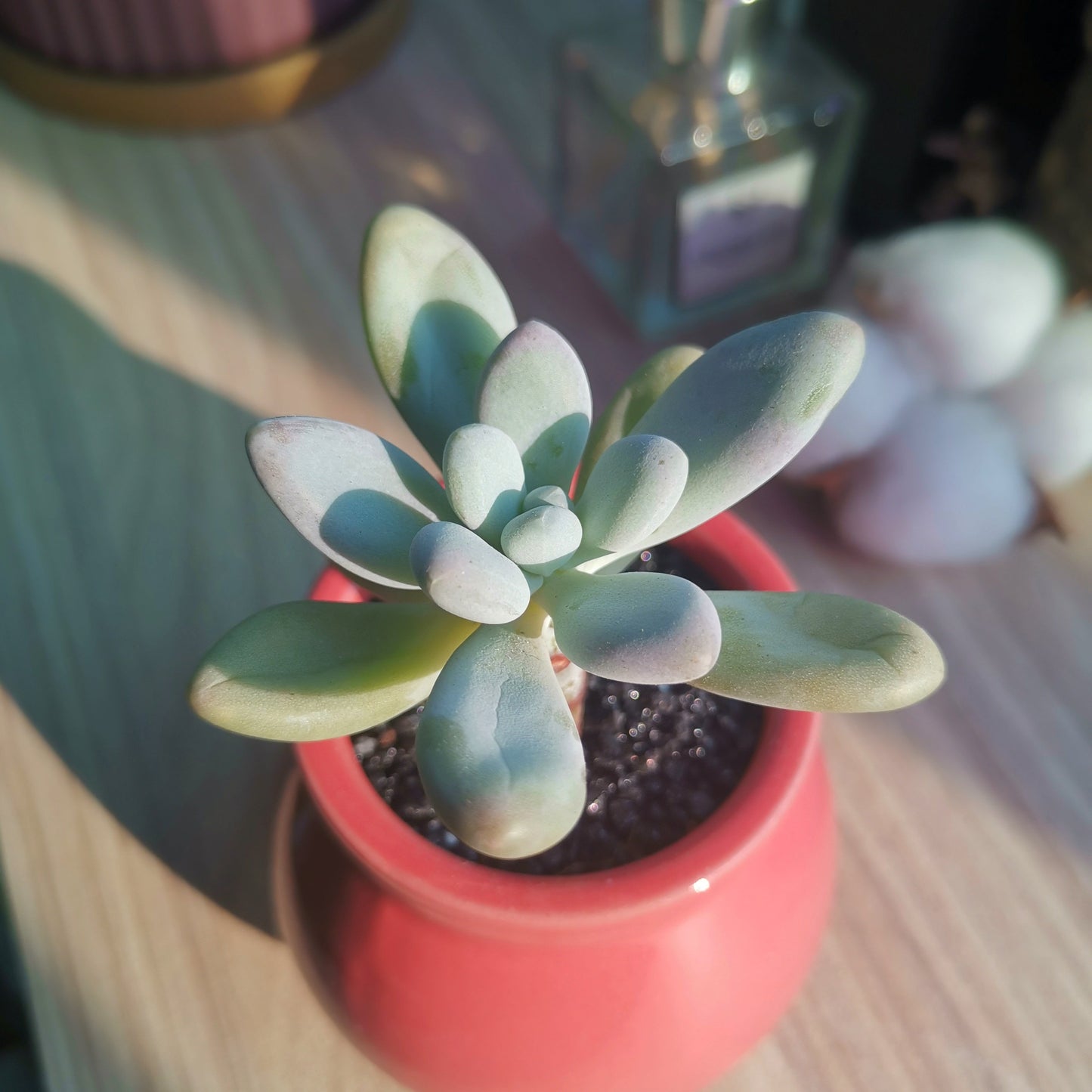 Pachyphytum Oviferum Purpus in pink ceramic pot