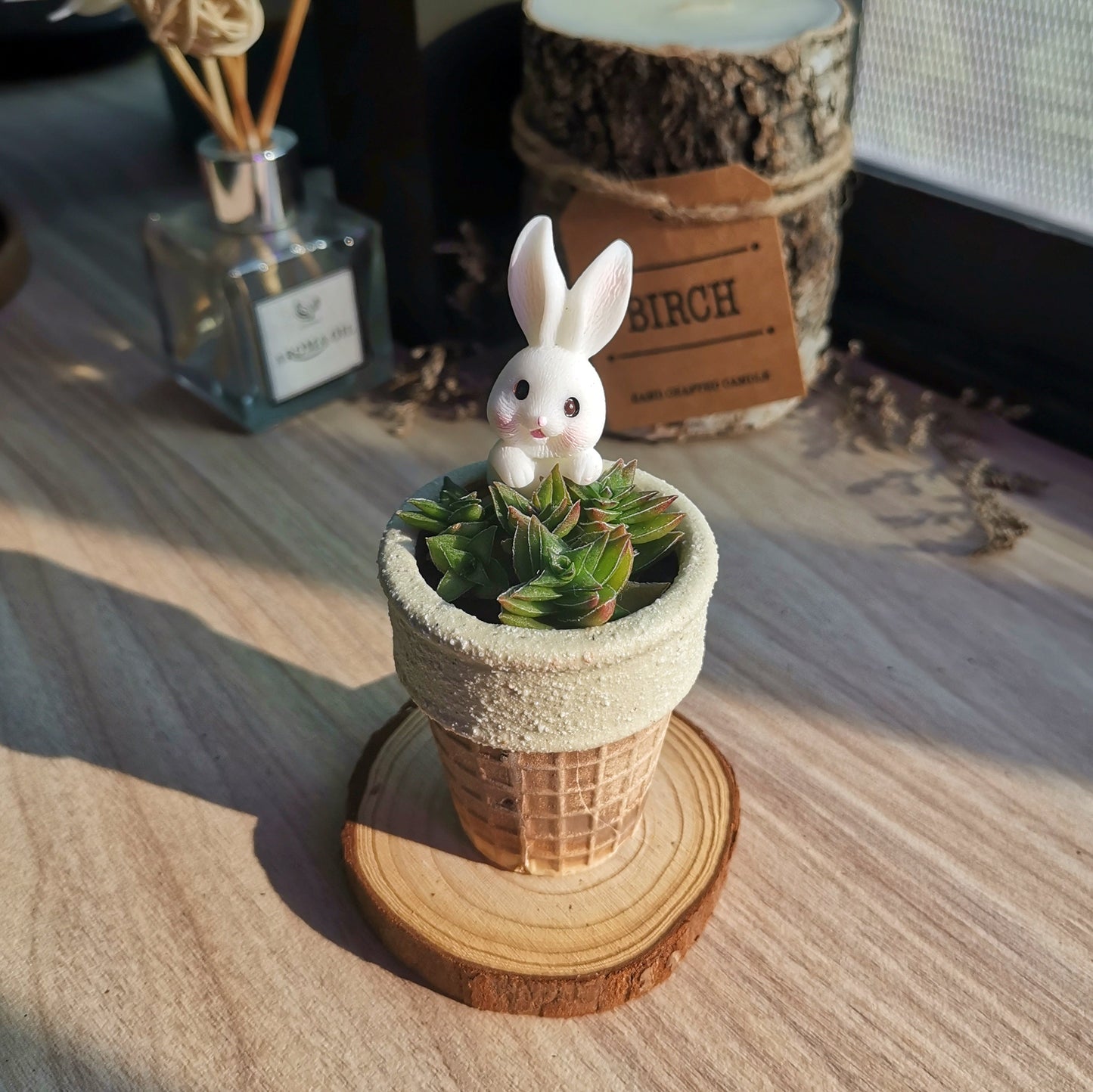 Crassula Caput Minima (comes with free coaster)