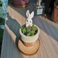 Crassula Caput Minima (comes with free coaster)