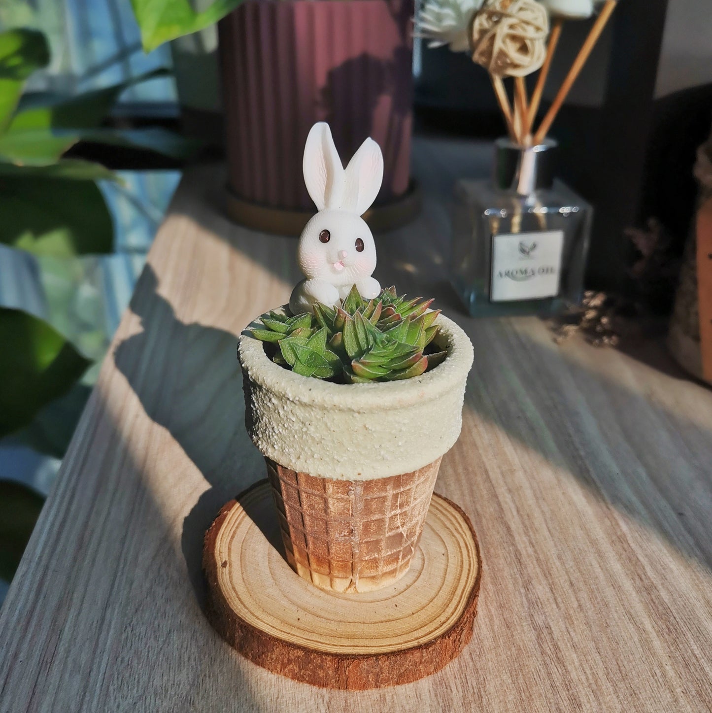Crassula Caput Minima (comes with free coaster)