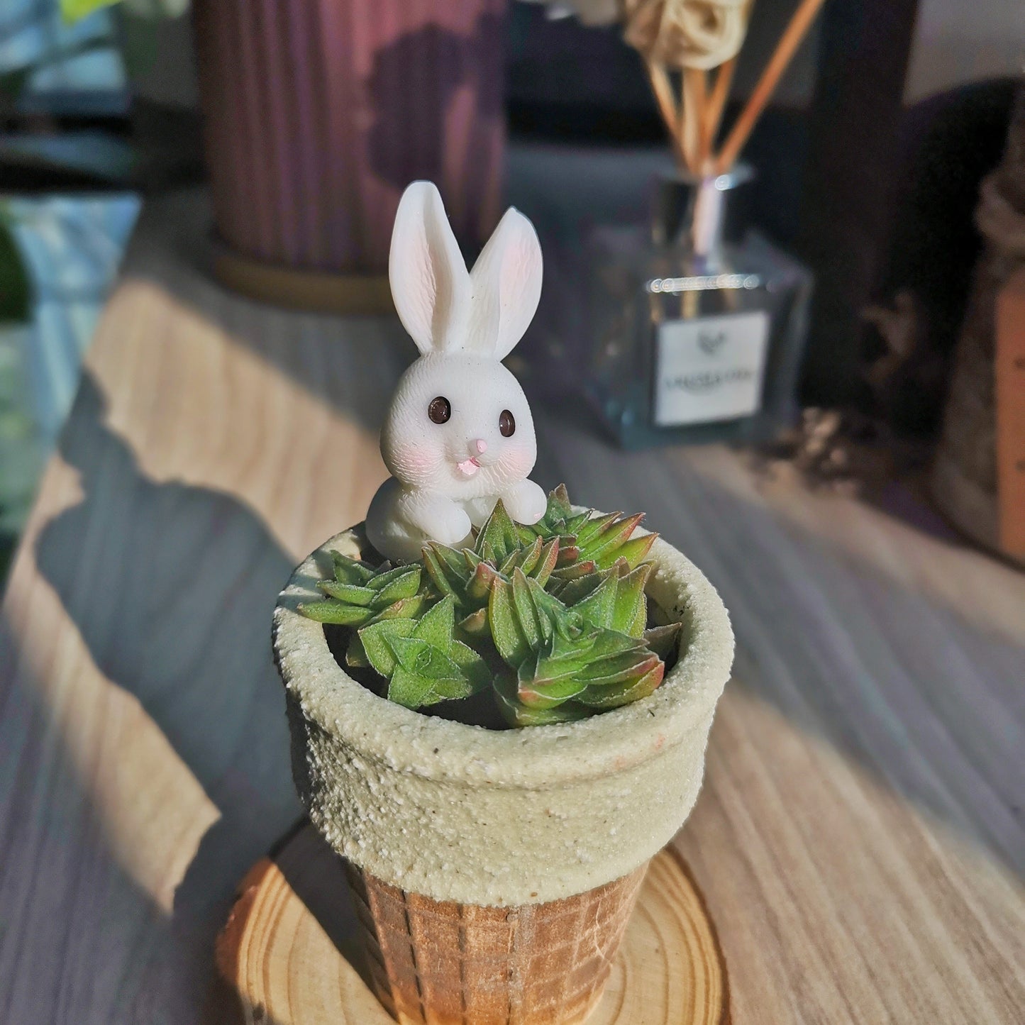 Crassula Caput Minima (comes with free coaster)