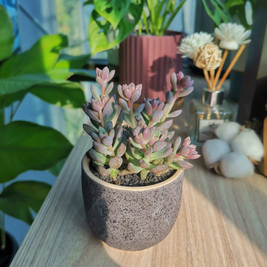 Graptopetalum Red Fragrance in grey ceramic pot