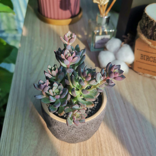 Graptopetalum Red Fragrance in grey ceramic pot