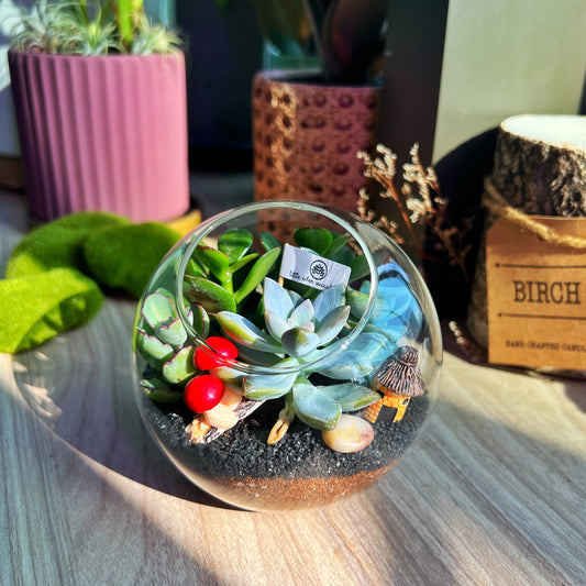 Round Glass Succulent Terrarium (M)