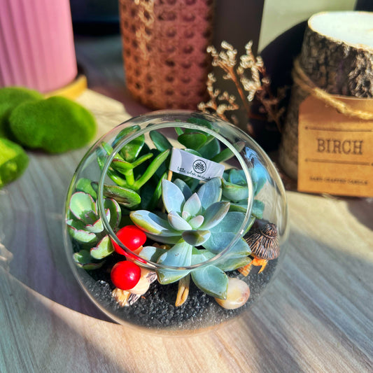 Round Glass Succulent Terrarium (M)