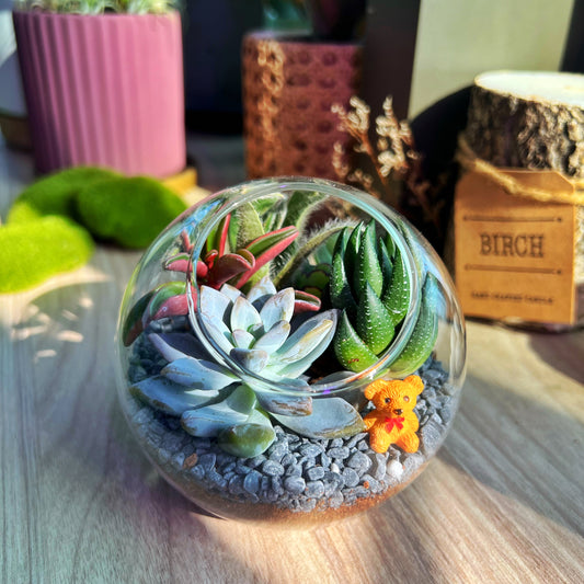 Round Glass Succulent Terrarium (M)