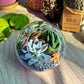 Round Glass Succulent Terrarium (M)