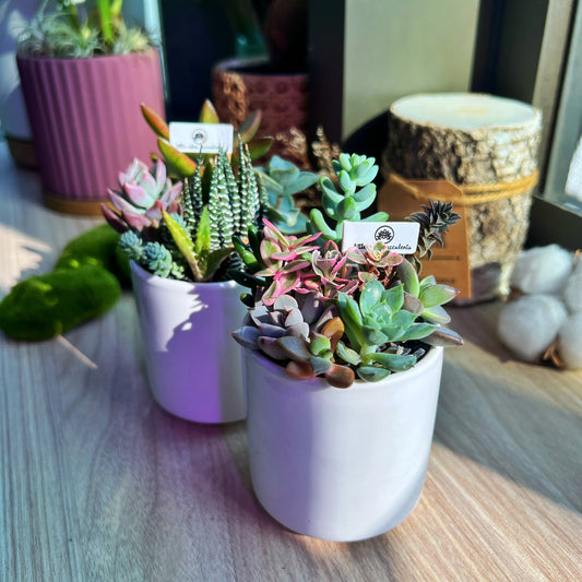Succulent Arrangement in White Ceramic Cylindrical Pot