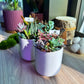 Succulent Arrangement in White Ceramic Cylindrical Pot