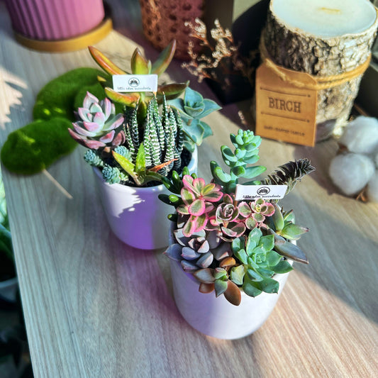 Succulent Arrangement in White Ceramic Cylindrical Pot