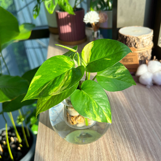 Golden pothos in glass