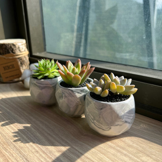 Assorted succulents in grey marble polygonal pot