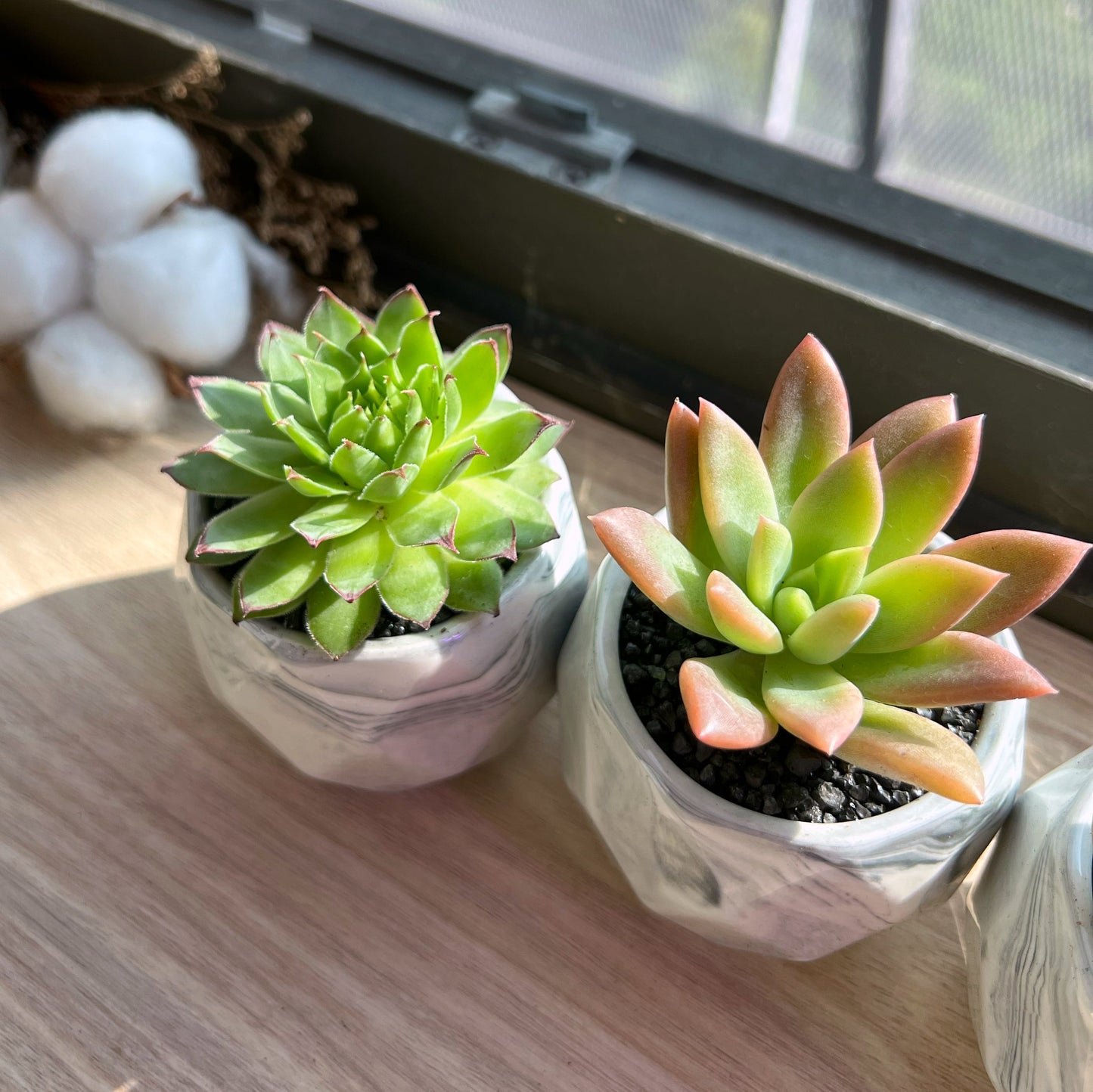 Assorted succulents in grey marble polygonal pot