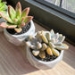 Assorted succulents in grey marble polygonal pot