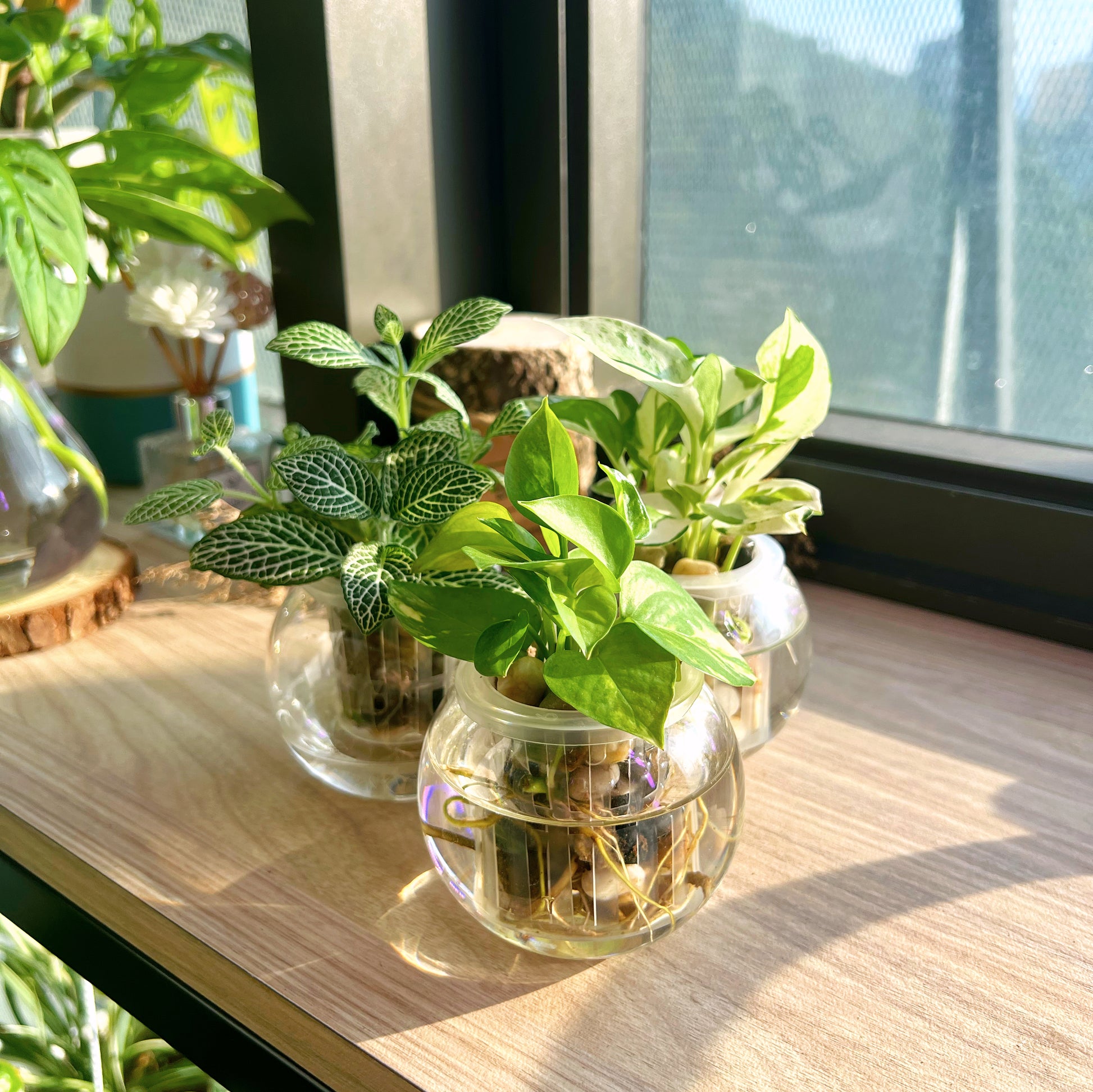 glass planter pot Assorted House Plants in glass pot