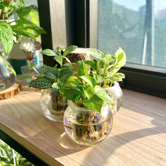 Assorted House Plants in glass pot
