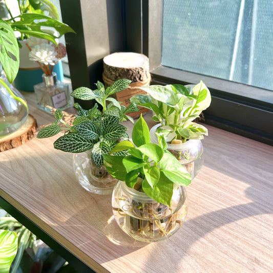 Assorted House Plants in glass pot
