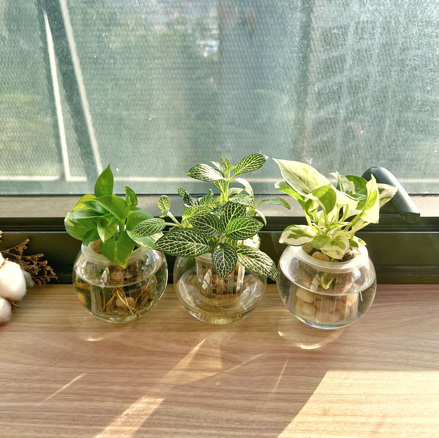 Assorted House Plants in glass pot