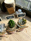 Succulent in glass pot- Personalized Door Gift Ideas