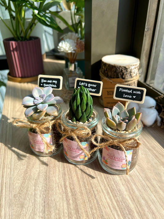 Succulent in glass pot- Plant Door Gift Ideas