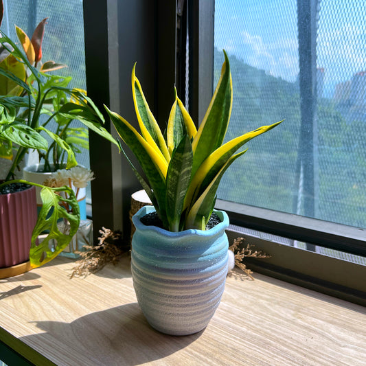 Senseveria in matt faux gradient clay pot