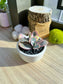 Kalanchoe Laxiflora in glazed ceramic pot