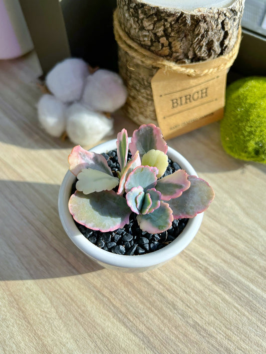 Kalanchoe Laxiflora in glazed ceramic pot