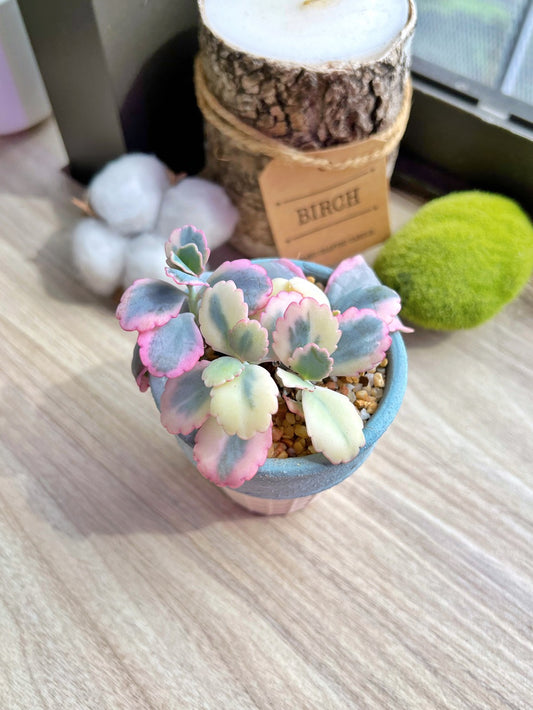 Kalanchoe Laxiflora in ice cream pot