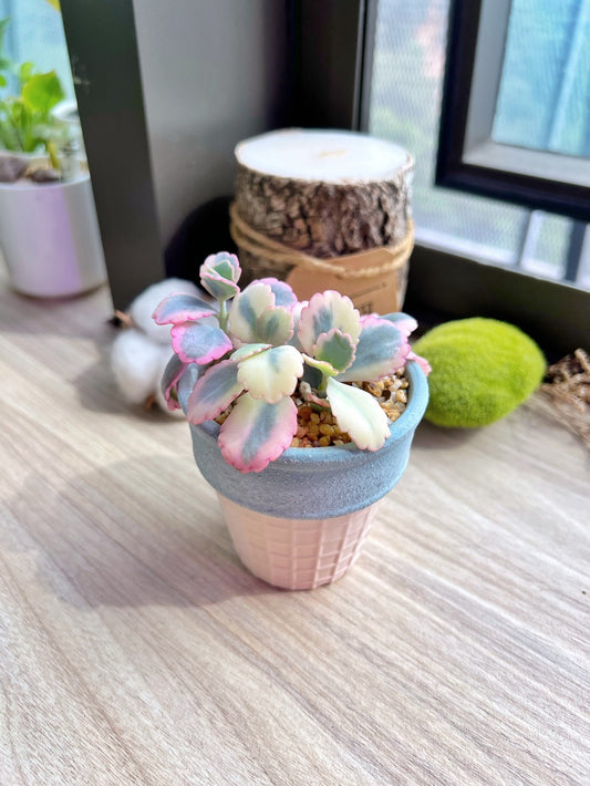 Kalanchoe Laxiflora in ice cream pot