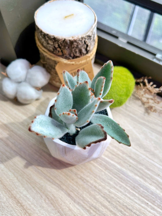 Panda Plants in painted marble ceramic pot