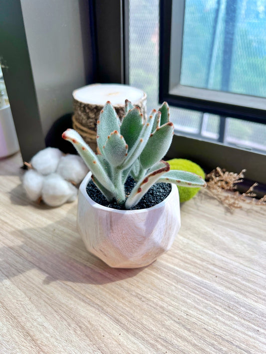 Panda Plants in painted marble ceramic pot