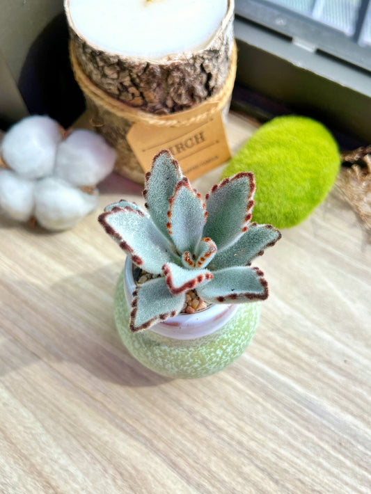 Panda plant in textured ceramic pot