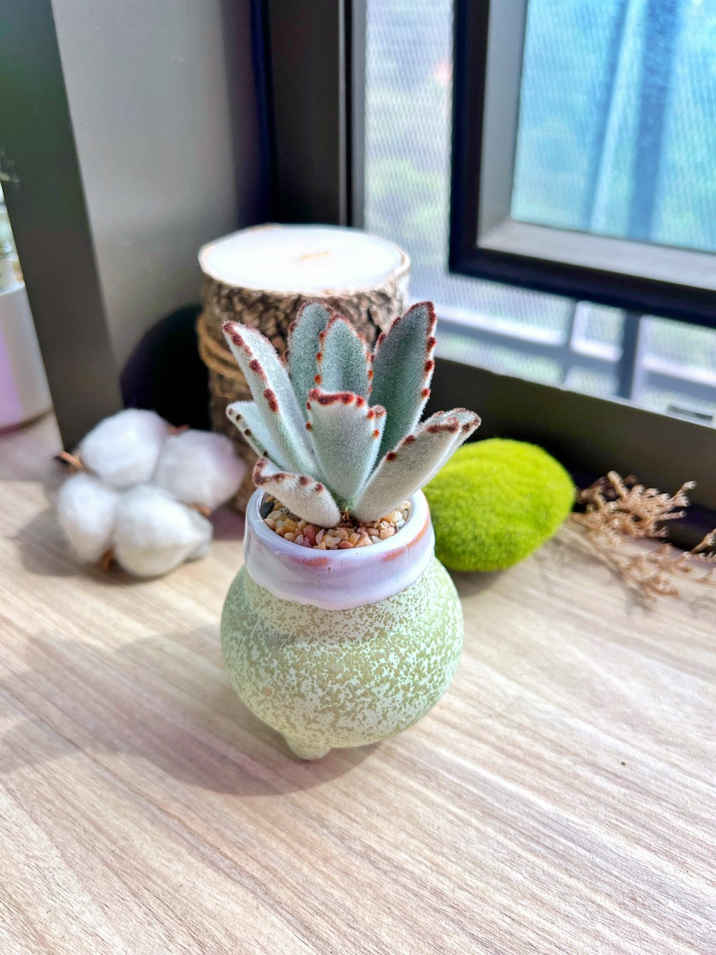 Panda plant in textured ceramic pot