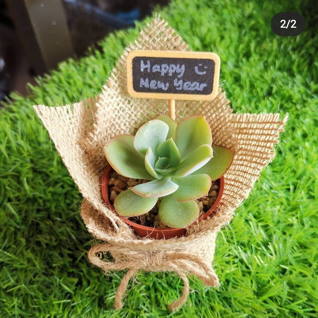 Succulent Bouquet in Burlap wrap - Best Door Gift Ideas(10pcs)