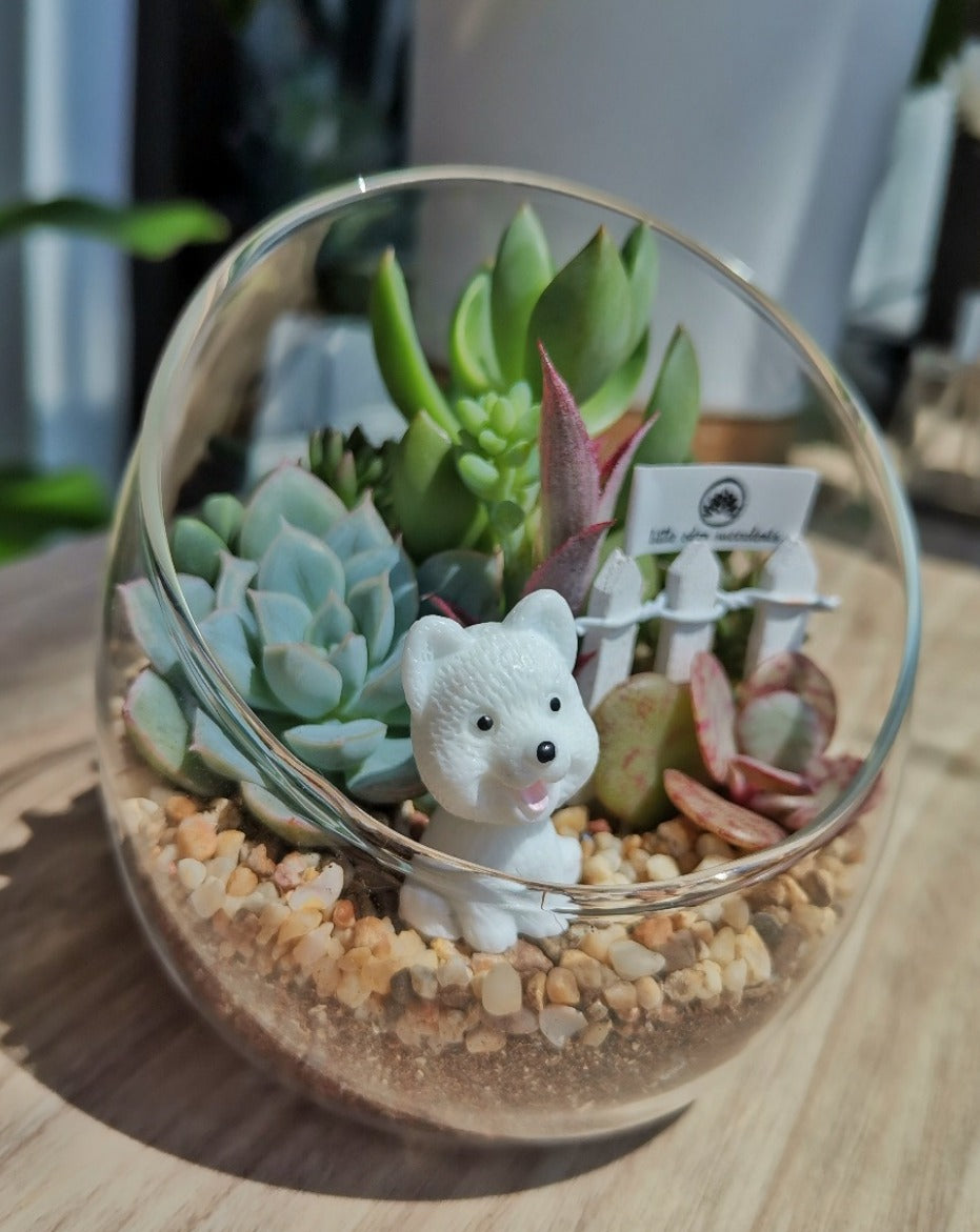 Slanted Glass Succulent Terrarium (M)