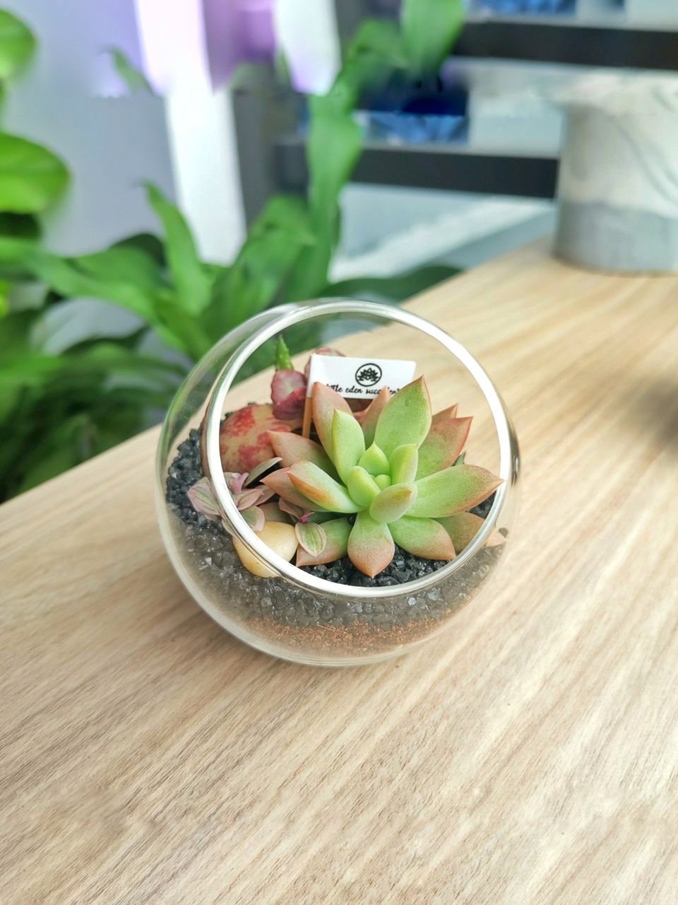 Round Glass Succulent Terrarium (S)