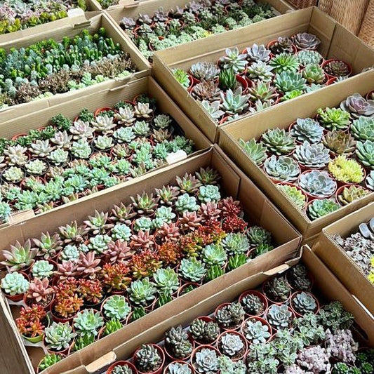 Randomly Selected Succulent