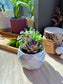 Assorted Colourful Succulents Arrangement in marble polygonal pot
