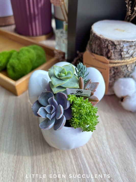 Assorted Colourful Succulent Arrangement in dumbo elephant ceramic pot