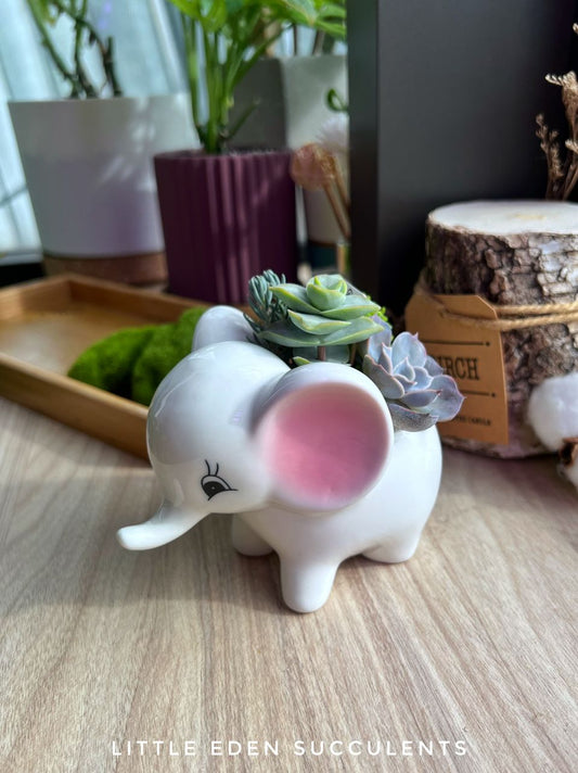 Assorted Colourful Succulent Arrangement in dumbo elephant ceramic pot