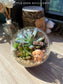Round Glass Succulent Terrarium (M) Valentine's Day 2024
