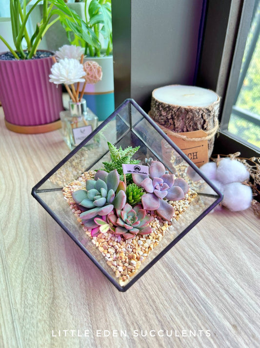 Black Frame Cubical Succulent Terrarium
